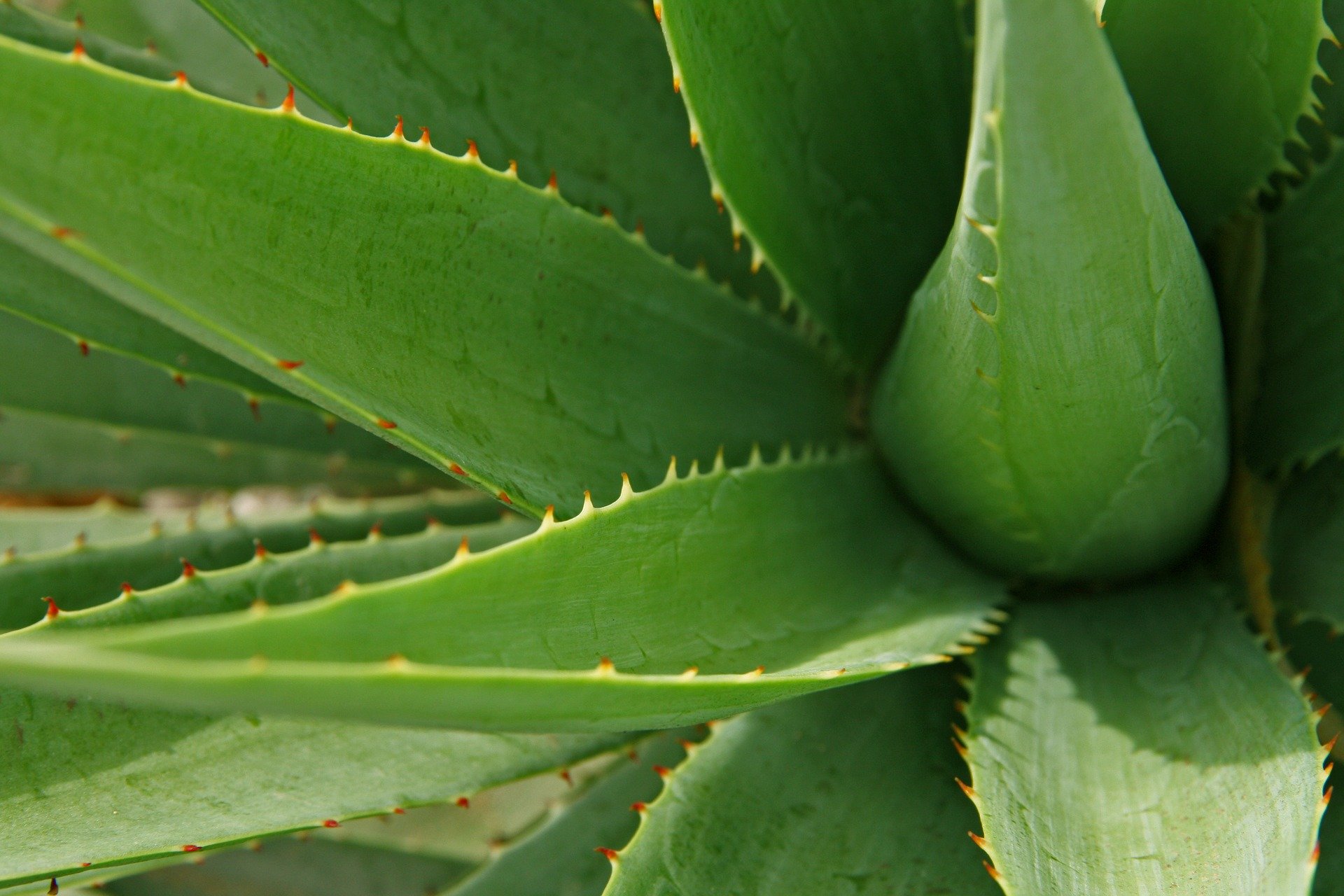 plants growing out of skin